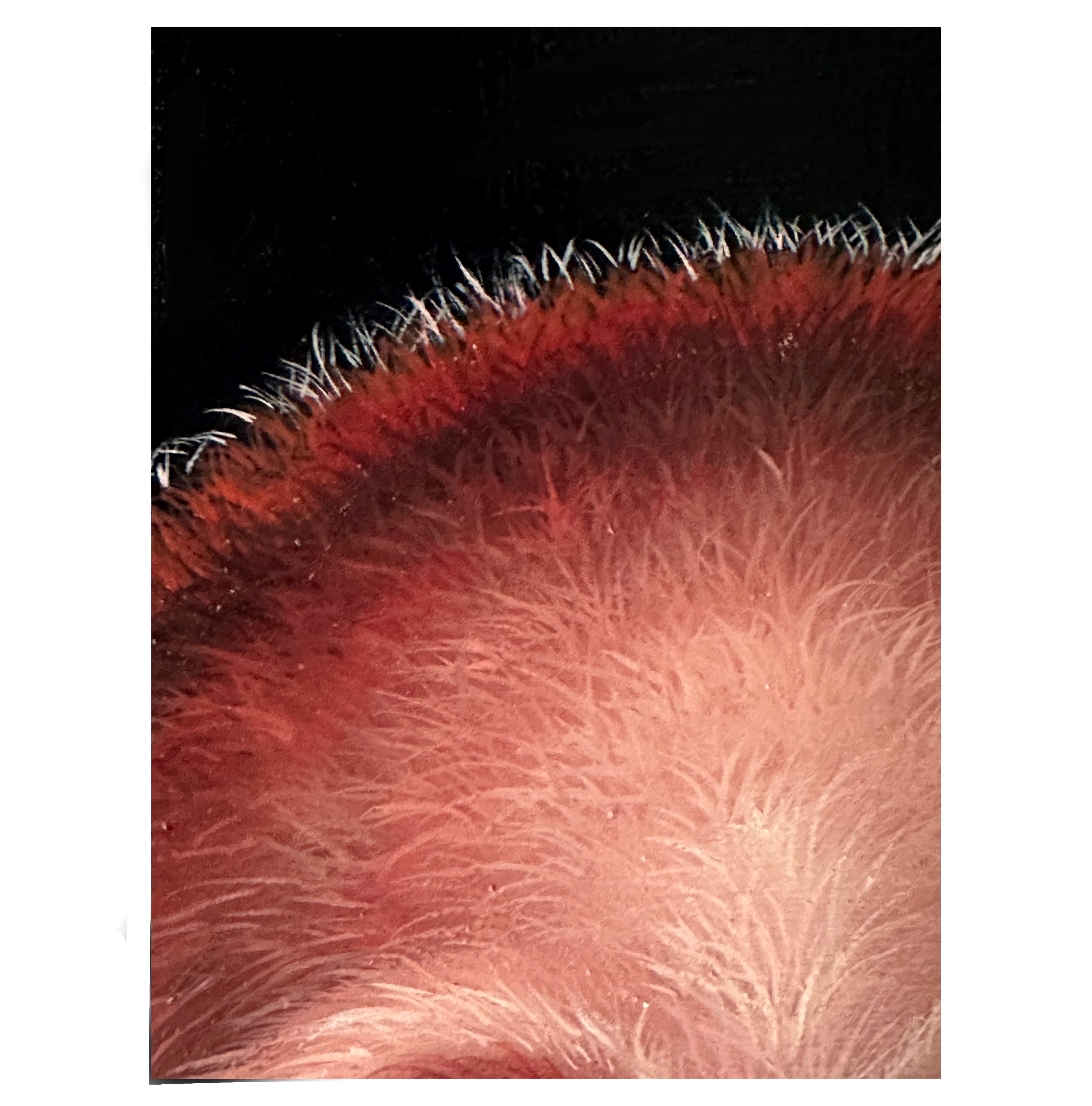 Died Pink (detail 3)